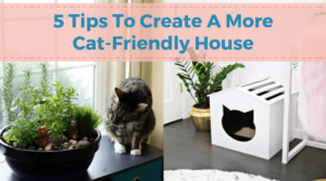 Creating a Cat-Friendly Home Tips and Tricks