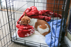 Is Crate Training Right for Your Dog